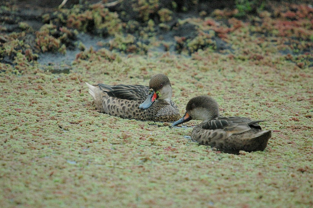 Duck, White-cheeked Pintail, 2004-11035509.JPG - White-cheeked Pintail